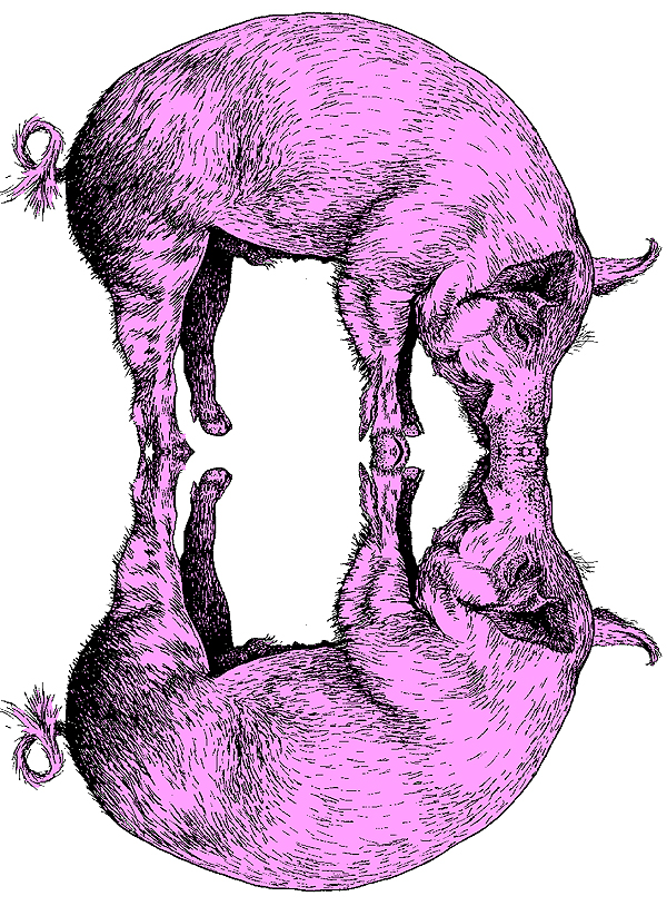 pig-0127.jpg